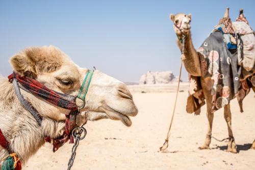 Camel desert